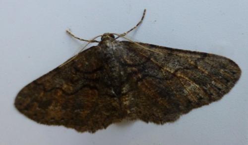 Agriopis bajaria